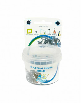 Easy Grow - Bucephalandra Biblis
