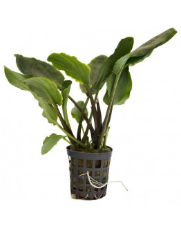 Lagenandra Meeboldii Green kruka