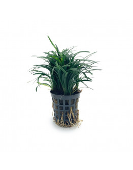 Ophiopogon kyoto Kruka