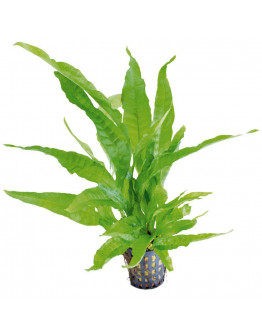 Microsorum Pteropus Greens kruka