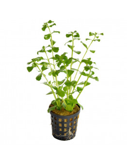 Bacopa Monnieri kruka